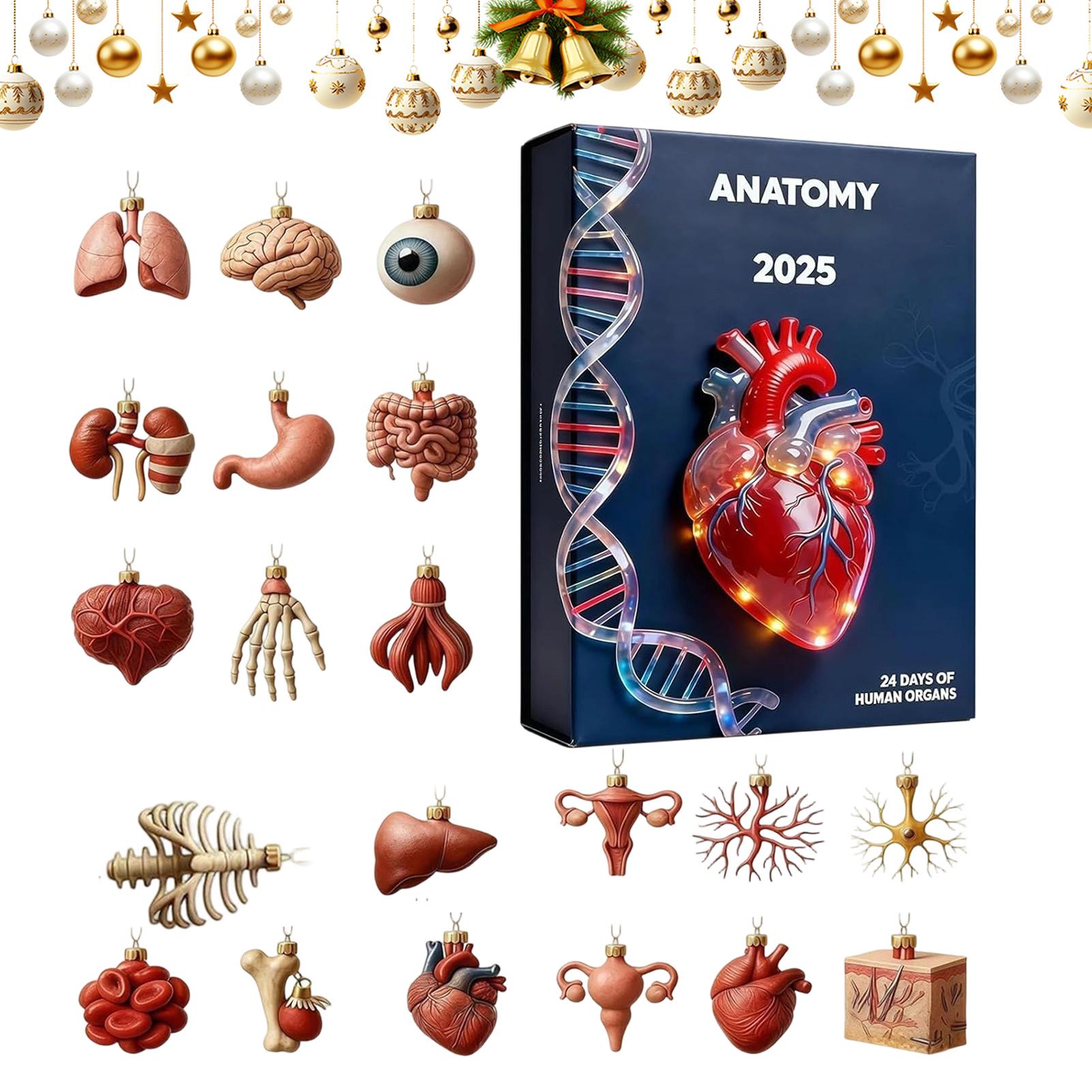Anatomy Advent Calendar Christ - Advent Calendar Gift ulasan dan harga