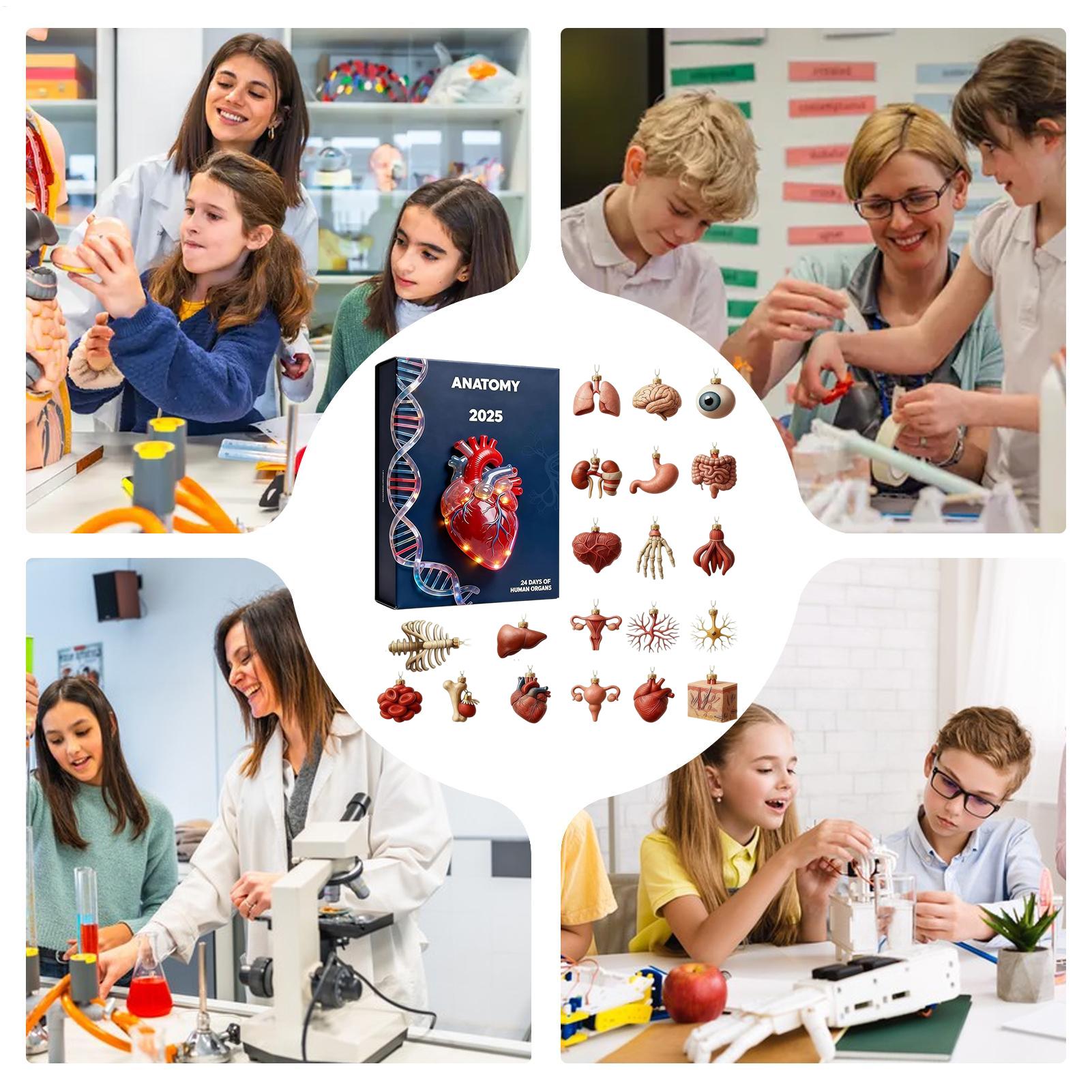 Anatomy Advent Calendar Christ - Advent Calendar Gift ulasan dan harga